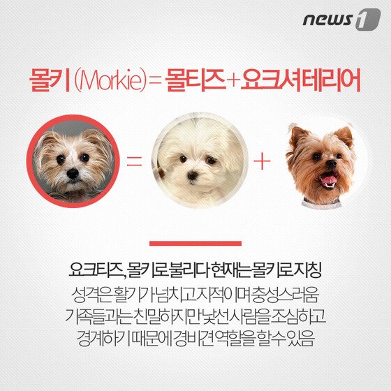 본문 이미지 - ⓒ News1