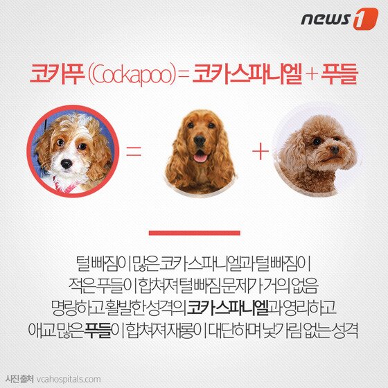 본문 이미지 - ⓒ News1