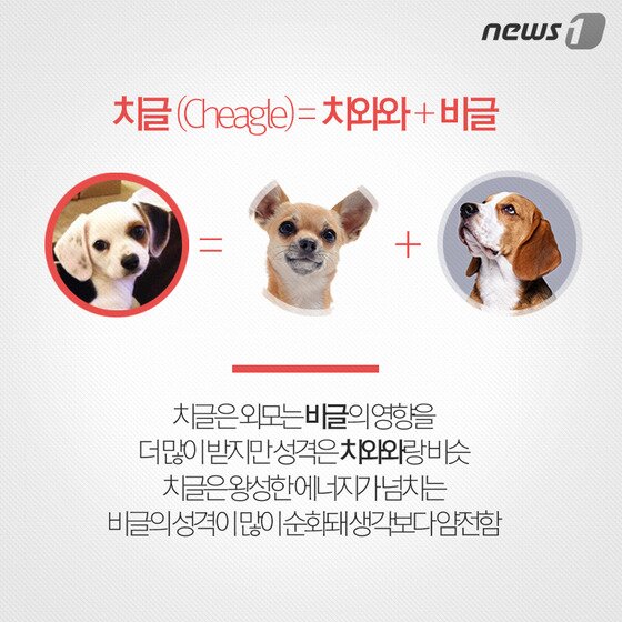 본문 이미지 - ⓒ News1