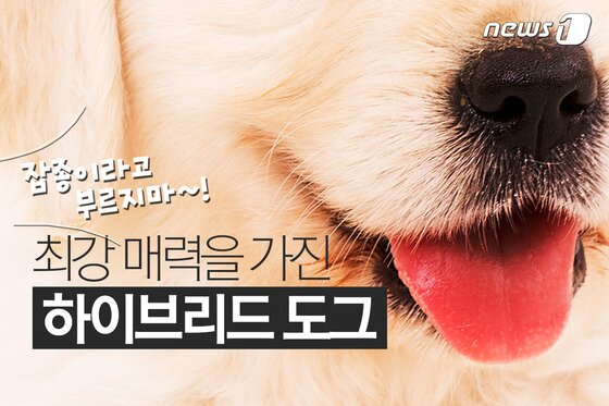 본문 이미지 - ⓒ News1