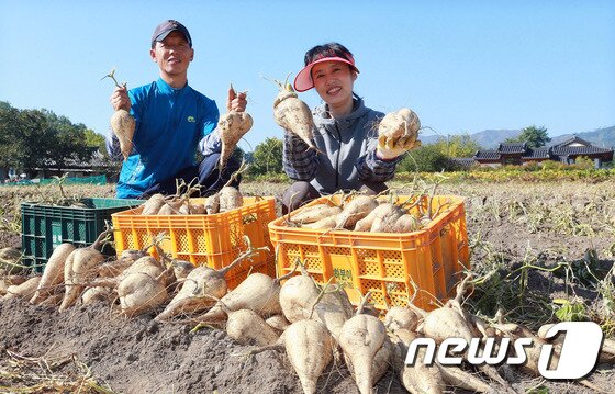 본문 이미지 - 멕시코 감자 또는 얌빈이라고 불리는 히카마는 당뇨와 고혈압, 피부미용, 변비 등 다이어트에 뛰어난 효능이 있다고 알려졌다. &#40;함양군청 제공&#41; 2015.10.15/뉴스1 ⓒ News1 장인범