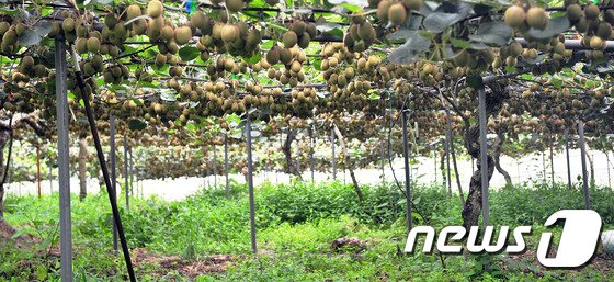 본문 이미지 - 국산품종인 해금골드키위 재배모습.   ⓒ News1