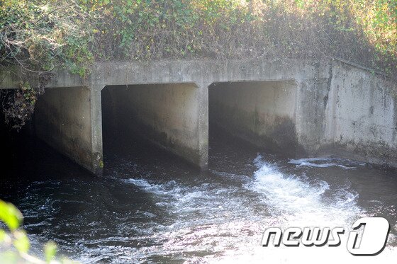본문 이미지 - 2일 오전 전북 완주군 고산면 어우리에 위치한 인공수로에서 물이 빠져나가고 있다. 어우보 물은 만경강을 통해 새만금으로 내려가야하지만 인공수로를 통해 옥구저수지로 흘러들어가고 있어 하천유지수가 모자란 만경강과 새만금 수질악화에 영향을 미치고 있다. 2015.10.2/뉴스1 ⓒ News1 김대웅 기자