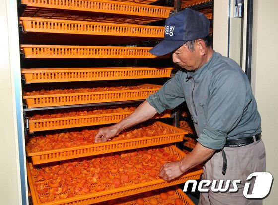 본문 이미지 - 밀양반시가 육질이 유연하며 당도가 높고 수분이 많아 홍시로 각광받고 있는데 반시수확에 여념이 없다. ⓒ News1 이철우 기자