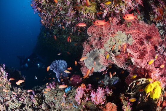 본문 이미지 - 아톨에서는 다양한 어류들과 산호들을 접할 수 있어 다이버들에게 인기가 높다. ⓒ News1star / ScubaNet