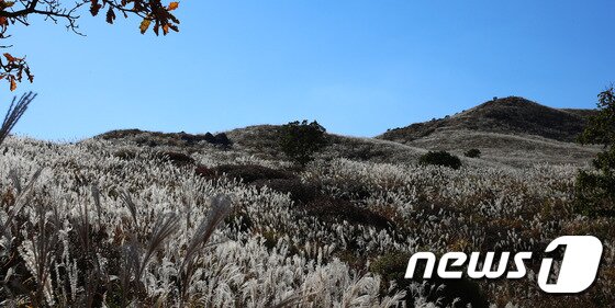 본문 이미지 - 황매산 억새 군락지(해발900m)가 대평원을 이루고 있다. ⓒ News1 이철우 기자
