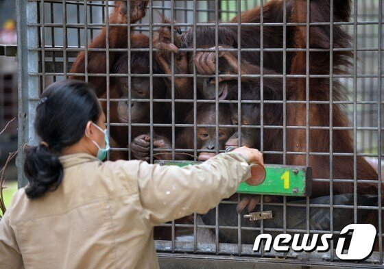 본문 이미지 - 인도네시아에서 발생한 산불 연무로 멸종위기에 처해 있는 오랑우탄도 극심한 피해를 입고 있다.. 사진은 26일 촬영됐다. 보르네오 섬에 있는 재활센터에서 직원이 오랑우탄에 음식을 주고 있다. ⓒ News1