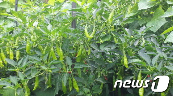 본문 이미지 - 꽈리고추는 겉이 쭈글쭈글해 붙여진 이름이다. 남아메리카가 원산지로 다듬기 편하고 영양은 풍부한데 덜 매운 편이라 찾는 사람이 늘고 있다. ⓒ News1