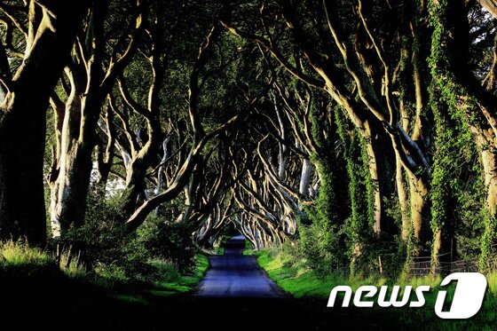 본문 이미지 - 북아일랜드의 다크헤지스(The Dark Hedges)에서 방문객은 나무로 만들어진 터널 틈 사이로 들어온 빛들이 춤을 추는 환상적인 광경을 목격할 수 있다. 사진 제공/ 트라팔가 ⓒ News1 travel
