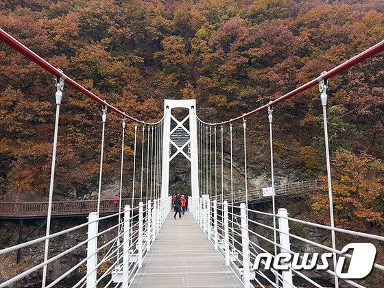 본문 이미지 - 출렁이는 하늘다리를 배경으로 가을 정취가 묻어난다. ⓒ News1
