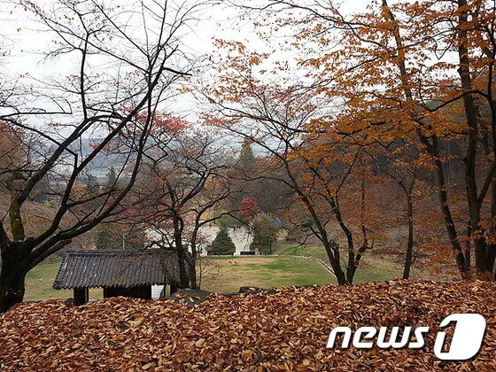 본문 이미지 - 보탑사에는 300년 된 느티나무와 3층 목탑 등이 자연과 어우러져 있다. ⓒ News1