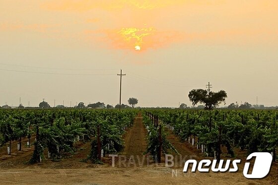 본문 이미지 - 로디 와인 컨트리는 크고 굵은 포도, 특히, 진판델 품종으로 유명한 지역으로, 선도적인 친환경 농법을 실시하고 있는 곳이다. 사진 출처/로디 와인 컨트리 페이스북 ⓒ News1
