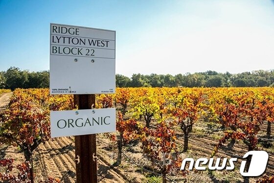 본문 이미지 - 산타 크루즈 산악 지대에의 가파른 산기슭에 자리 잡고 있는 리지 빈야드는 눈에 잘 띄지 않지만, 세계 최고의 수준을 자랑하는 와인을 생산하는 것으로 유명하다. 사진 출처/ 리지 빈야드 페이스북 ⓒ News1