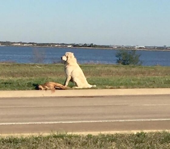 본문 이미지 - 지난 8일(현지시간) 미국 댈러스에서 발견된 그레이트 피레니즈 종 '브라이언'은 차에 치여 숨진 셰퍼드의 곁을 떠나지 않고 지켜 화제가 됐다. (브라이언을 동물보호소에 신고한 사무엘 플로렌스 페이스북) ⓒ News1