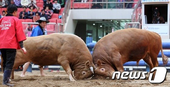 본문 이미지 - 지난 4월 경북 청도 소싸움축제에서 경기에 참가한 소들이 힘겨루기를 하고 있는 모습.(자료사진) ⓒ News1
