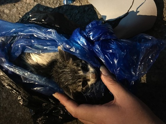 지난 2015년 전북 익산시의 한 쓰레기더미에서 비닐봉투에 담겨진 채 발견된 새끼고양이.(사진은 기사와 관계 없음)© News1
