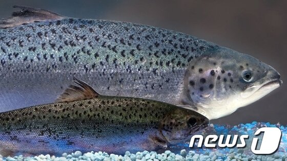 미국의 바이오테크놀로지 기업 아쿠아바운티가 만든 유전자변형(GMO) 연어(뒤쪽)와 보통의 연어. (아쿠아바운티) © News1