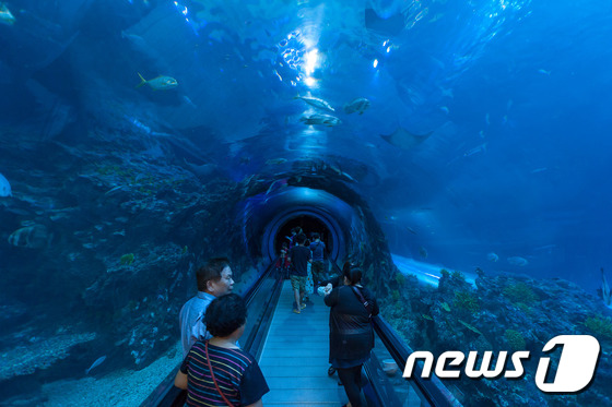 (서울=뉴스1트래블) 김승준 기자 = 국립해양생물박물관을 찾은 관람객들이 언더워터 터널을 지나고 있다. 세계에서 두 번째로 큰 수족관을 자랑하는 대만의 국립해양생물박물관에는 거대한 …