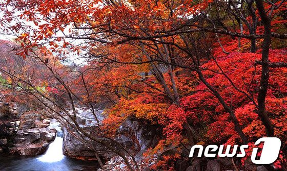 본문 이미지 - 해인사 오르는 길의 홍류동 계곡은 대장경테마파크에서 해인사까지 7km 남짓 이어지는 길로 특히 가을 단풍이 너무 붉어서 흐르는 물조차 붉게 보인다(합천군 제공) ⓒ News1 이철우 기자