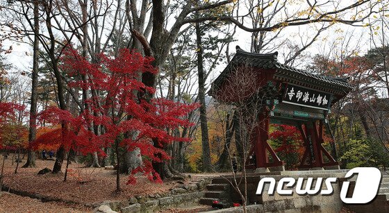 본문 이미지 - 합천해인사의 주변 단풍(합천군 제공) ⓒ News1 이철우 기자