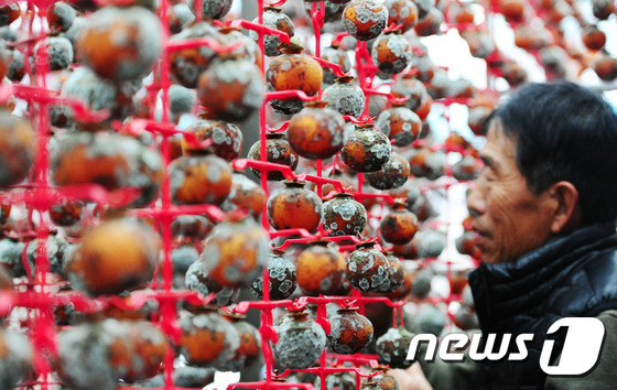 (완주=뉴스1) 김대웅 기자 = 24일 전북 완주군 경천면의 한 곶감 농가 건조대에서 곶감들이 습한 날씨로 인해 곰팡이가 가득 피어 있다. 최근 열흘 넘게 습한 날씨가 이어지면서 …