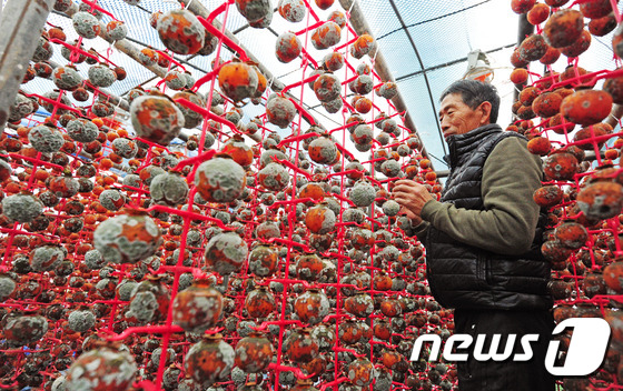 (완주=뉴스1) 김대웅 기자 = 24일 전북 완주군 경천면의 한 곶감 농가 건조대에서 곶감들이 습한 날씨로 인해 곰팡이가 가득 피어 있다. 최근 열흘 넘게 습한 날씨가 이어지면서 …