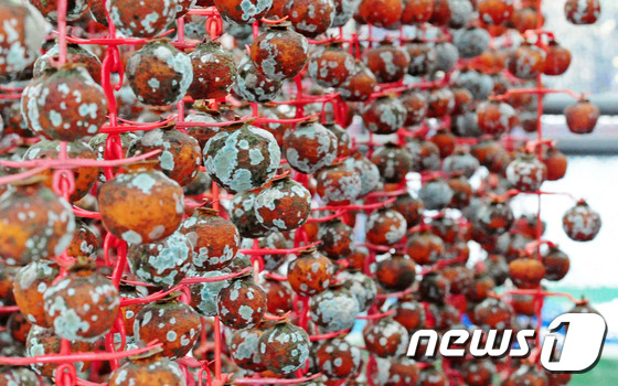 (완주=뉴스1) 김대웅 기자 = 24일 전북 완주군 경천면의 한 곶감 농가 건조대에서 곶감들이 습한 날씨로 인해 곰팡이가 가득 피어 있다. 최근 열흘 넘게 습한 날씨가 이어지면서 …