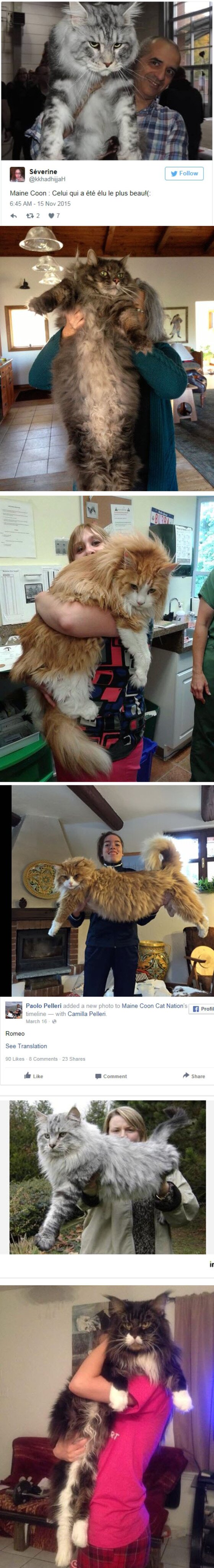 본문 이미지 - 미국 동물 전문 매체 도도(The dodo)는 지난 25일(현지시간) 지구상에서 가장 큰 묘종으로 알려진 '메인쿤(Maine Coon)'의 사진들을 공개했다.(사진 미국 동물 전문 매체 도도 관련 기사 캡처)ⓒ News1