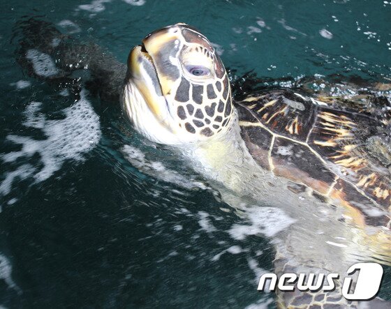 본문 이미지 - 국제적 멸종위기종 1종인 푸른바다거북. (자료사진) ⓒ News1
