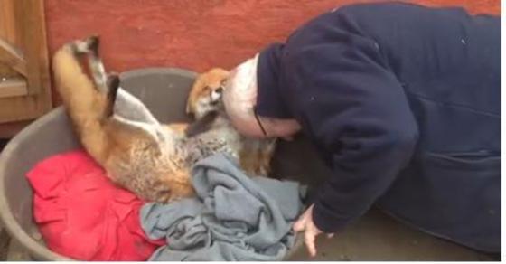 본문 이미지 - 미국 동물 전문 매체 도도(The dodo) 등 외신들은 지난 5일(현지시간) 사람에게 개처럼 애교를 부리는 여우의 사연을 전했다.(사진 미국 동물 전문 매체 도도 관련 기사 영상 캡처) ⓒ News1