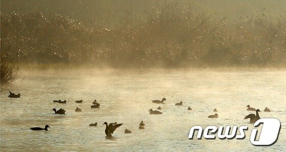 본문 이미지 - 전주시 한옥마을 인근의 한벽당 밑에 물안개가 피어오른 전주천 둔치에서 오리들이 날개짓을 하고 있다. /뉴스1 ⓒ News1 DB
