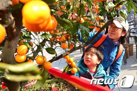 본문 이미지 - 지난 1일 서울 광화문광장에서 열린 감귤데이(Day) 기념일 선포식 및 통합브랜드 '귤로장생' 출범행사에서 시민들이 감귤나무를 살펴보고 있다. ⓒ News1 구윤성 기자