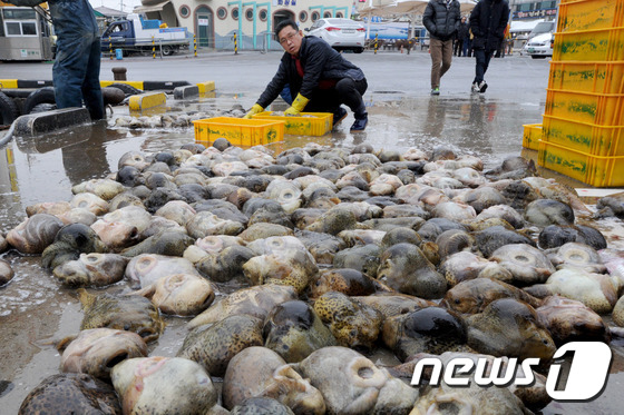 (강릉=뉴스1) 서근영 기자 = 10일 강원 강릉시 주문진항에서 어민들이 이제 막 잡아온 뚝지(도치)를 상자에 담고 있다.동해안 별미인 뚝지는 뜨거운 물에 데쳐 숙회로 먹거나 알찜 …