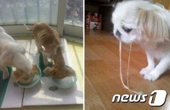 본문 이미지 - 지난 7월 한 여성이 자기의 반려견에게 막걸리를 먹인 사진을 SNS에 올려 큰 논란이 일었다. (사진 온라인 커뮤니티 캡처) ⓒ News1