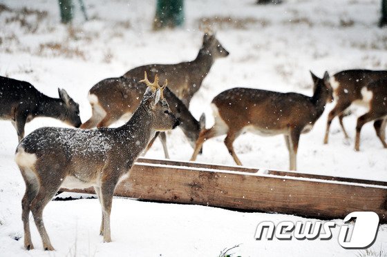 제주 노루생태관찰원에서 노루가 눈 쌓인 들판을 거닐고 있다.2015.12.17/뉴스1 ⓒ News1 이석형 기자