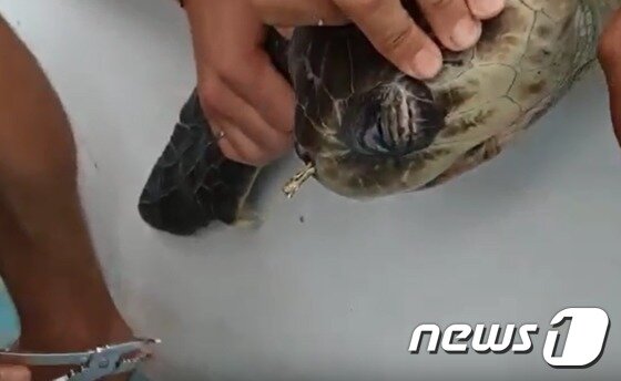 본문 이미지 - 로빈슨이 지난 8월 구조한 또다른  거북. 이 거북의 코에는 빨대가 꽂혀 있었다. (출처=유튜브 캡처) ⓒ News1
