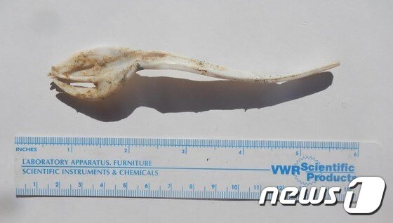 본문 이미지 - 로빈슨이 바다거북의 코에 박혀 있었다고 밝힌 플라스틱 포크의 모습. (출처=Nathan J. Robinson) ⓒ News1