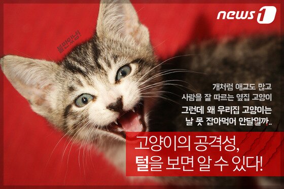 본문 이미지 - ⓒ News1