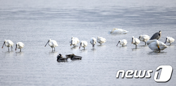 (강진=뉴스1) 신채린 기자 = 27일 오전 멸종위기 2급인 노랑부리 저어새(천연기념물 205호) 무리가 전남 강진군 강진만에서 갯벌에서 먹이 활동을 하고 있다. (강진군 제공)2 …
