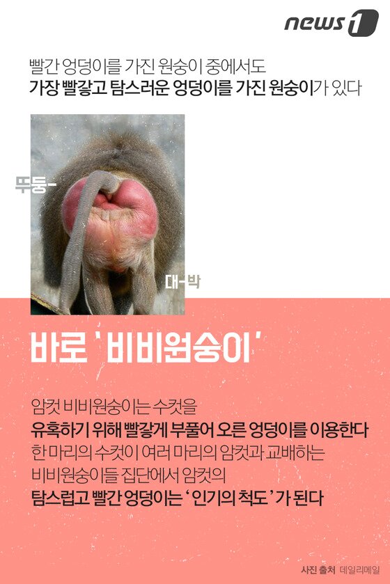 본문 이미지 - ⓒ News1