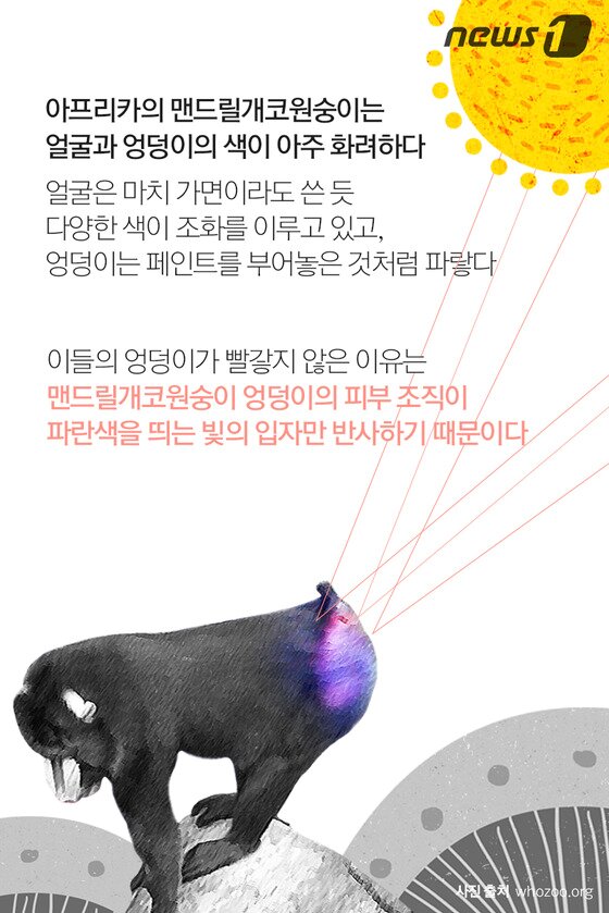본문 이미지 - ⓒ News1
