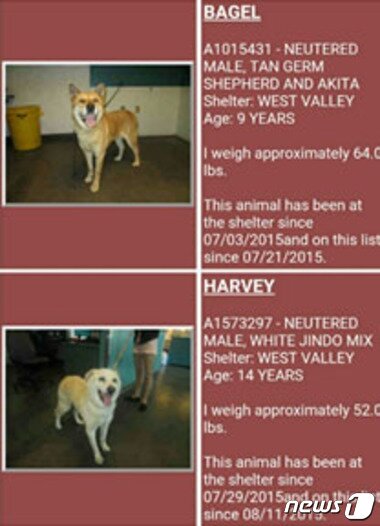 본문 이미지 - 미국 시보호소에 올라온 안락사 임박한 한국 반려견들.ⓒ News1