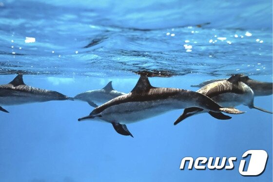 본문 이미지 - 라나이 섬은 하와이에서 긴 부리 돌고래가 가장 많이 서식하는 곳 중 하나이다. 사진 출처/ 포시즌스 리조트 라나이 공식 블로그 ⓒ News1travel