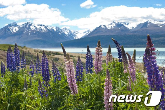 본문 이미지 - KRT 가 선보인 뉴질랜드 전세기 상품은 오클랜드 퀸스타운 구간을 항공으로 이동해 8시간 버스 이동 시간을 단축했다. 사진 제공/ 여행바보 KRT ⓒ News1
