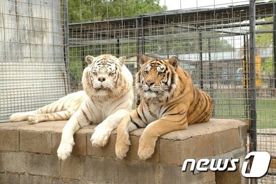 본문 이미지 - 케니(왼쪽)와 케니의 형제인 '윌리(Willie)'' (오른쪽). 윌리 역시 심각한 사시를 앓고 있다.  (터펜타인 크릭 야생동물보호지구)