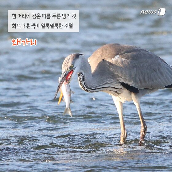 본문 이미지 - 2015.02.13/뉴스1 ⓒ News1