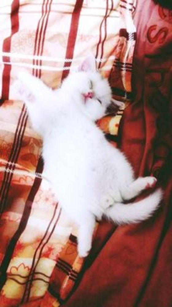 본문 이미지 - &acute;삼시세끼-어촌편&acute;에 등장한 고양이 벌이가 많은 관심을 받고 있다. ⓒ News1스포츠 / tvN &acute;삼시세끼-어촌편&acute; 공식 페이스북