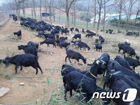 본문 이미지 - 유휴산지를 활용해 방목축산으로 사육하고 있는 염소들. ⓒ News1
