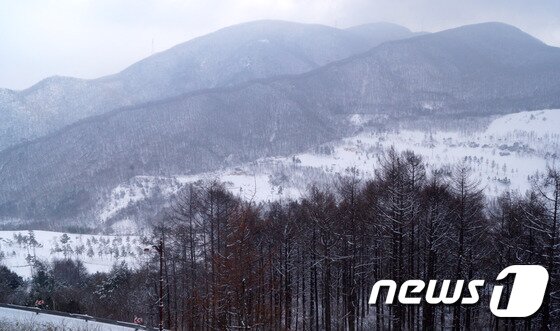 본문 이미지 - 정선군 하이원리조트 인근 야산에 하얀 눈이 쌓였다. ⓒ News1 하중천 기자