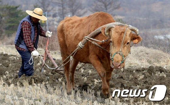 황소가 쟁기질을 하고 있는 모습. (자료사진) © News1